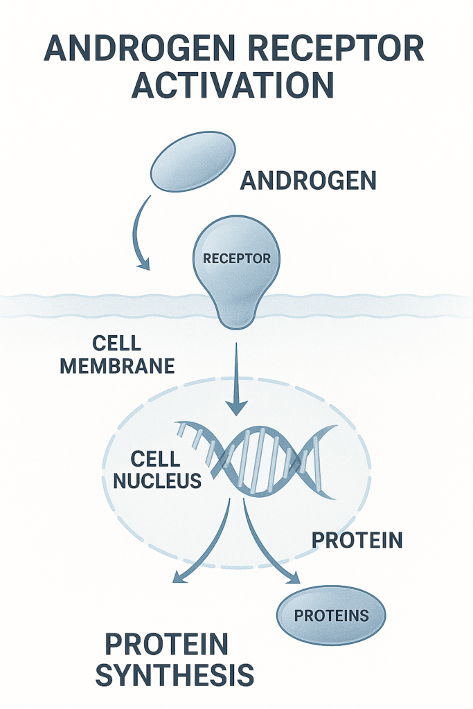 LGD 4033 Ligandrol: Complete 2026 Research Overview cell level illustrat