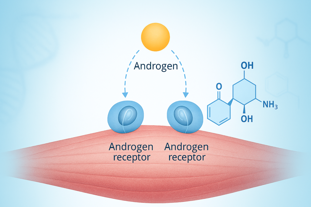 Can SARMs Help Women Burn Fat Without the Side Effects? diagram of androgen