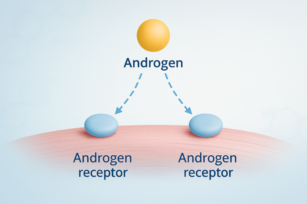 Can SARMs Help Women Burn Fat Without the Side Effects? diagram of androgen