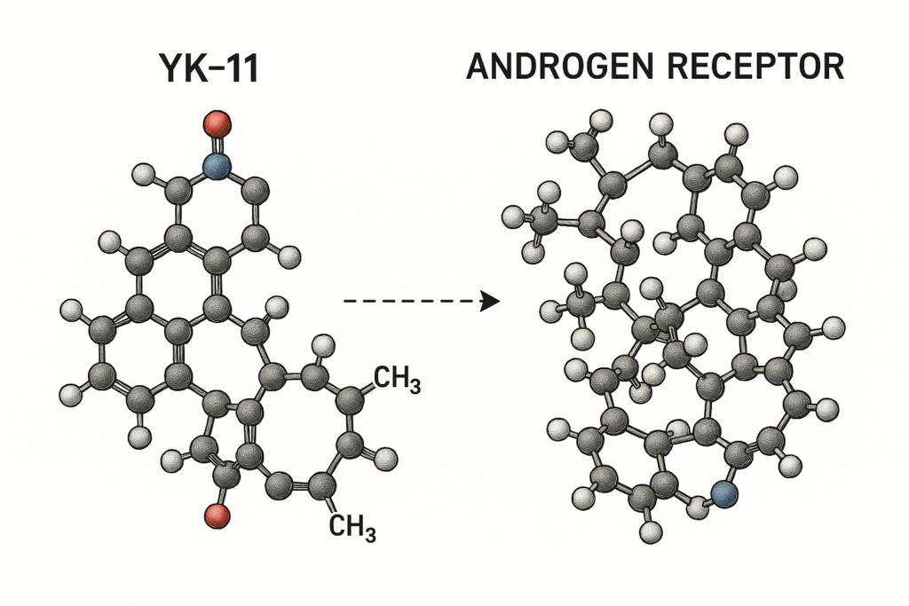 YK-11: Benefits, Risks, and What Science Says yk 11 benefits, risks, and what science says